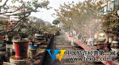劉光嘉出示博物館內部圖片中,擺放著各種盆景。 劉光嘉出示博物館內部圖片中,擺放著各種盆景。